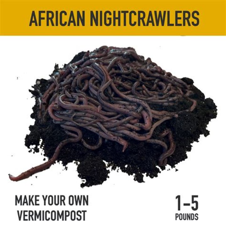 Are African Nightcrawlers good for composting?