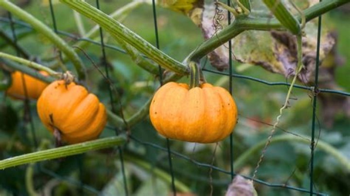 Are pumpkins cucurbits?