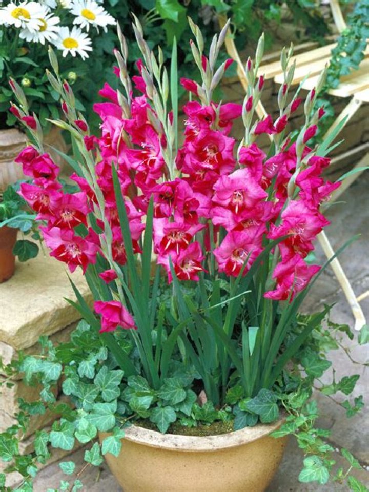 Can you plant gladiolus in July?