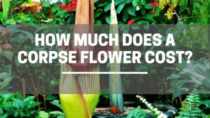 How much does a corpse flower cost?