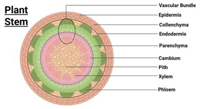 How stem cells are like the stem of a plant?