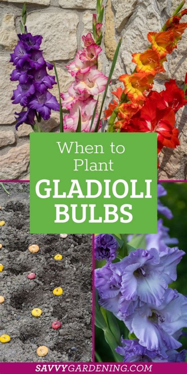 Is it too late to plant gladioli bulbs?