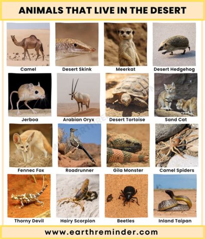 What animals live in Petra?