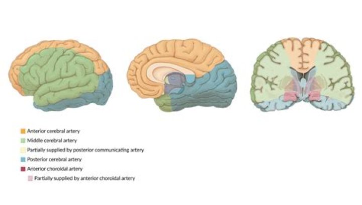 What areas of the brain does the MCA supply?