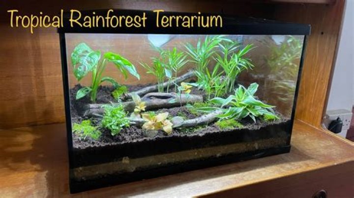 What can I use as a terrarium?