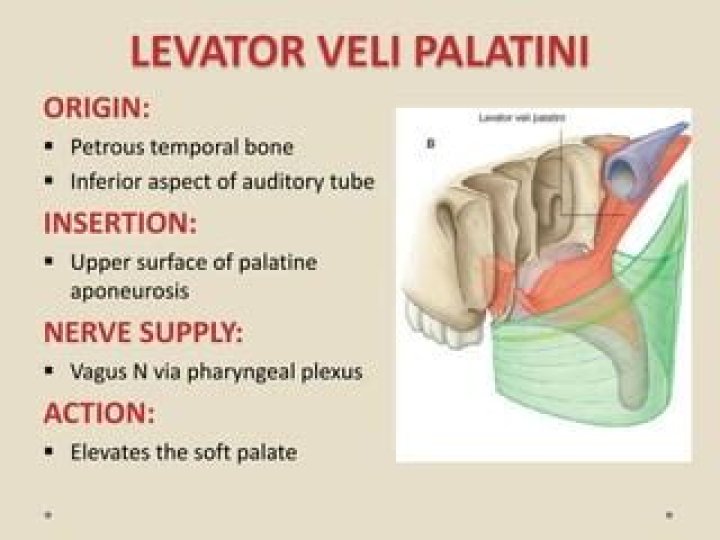 What does the tensor Veli palatini do?