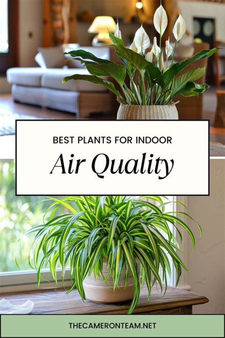 What indoor plants are good for air quality?