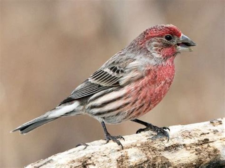 What is a small finch called?