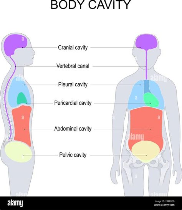 What is false body cavity?