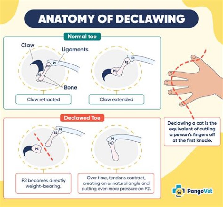 What is the declawing procedure?