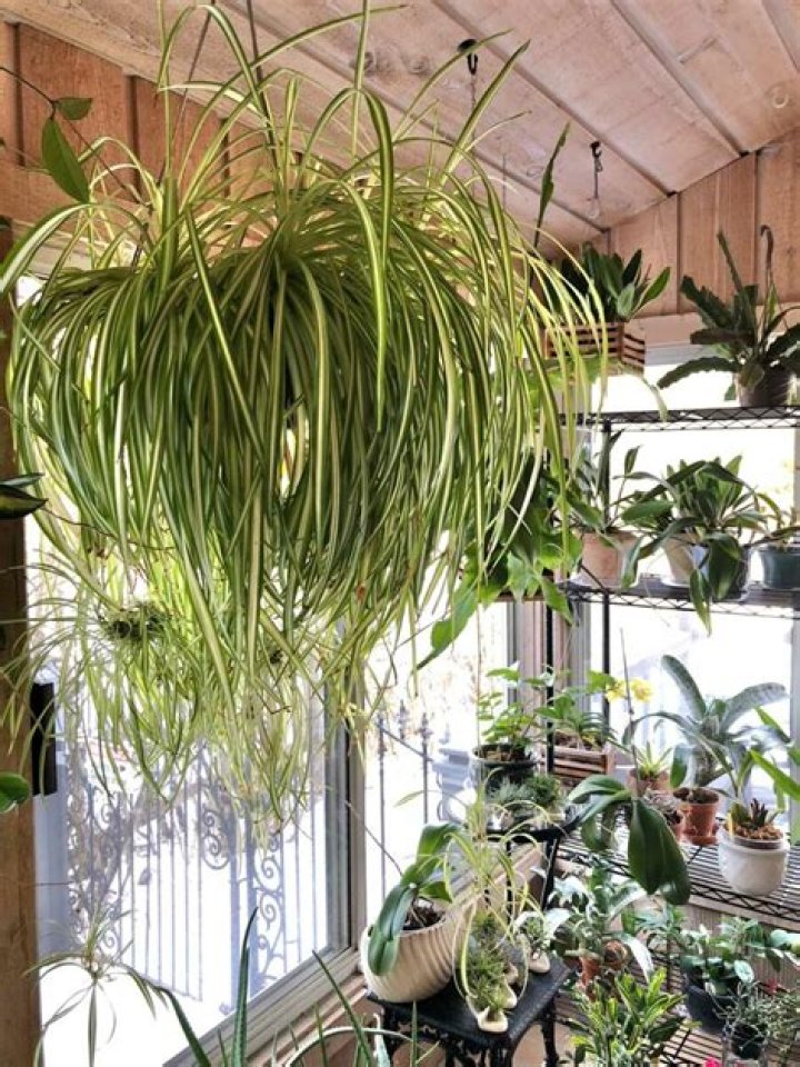 What kind of light do Boston ferns like?