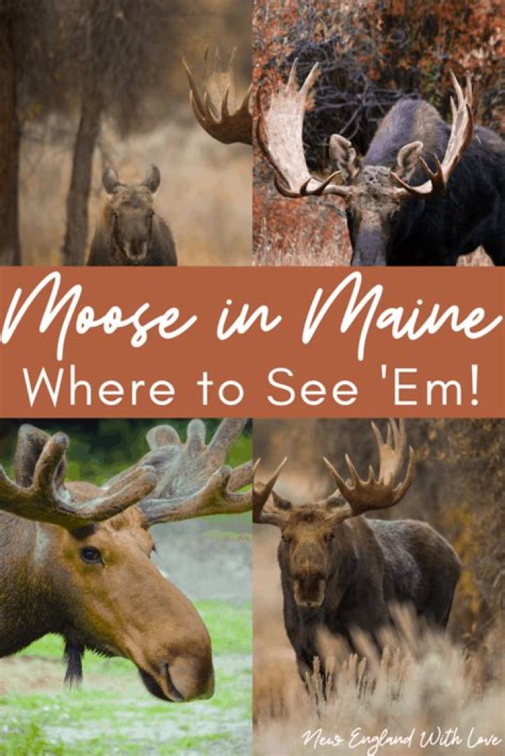Where can I see moose in August in Maine?