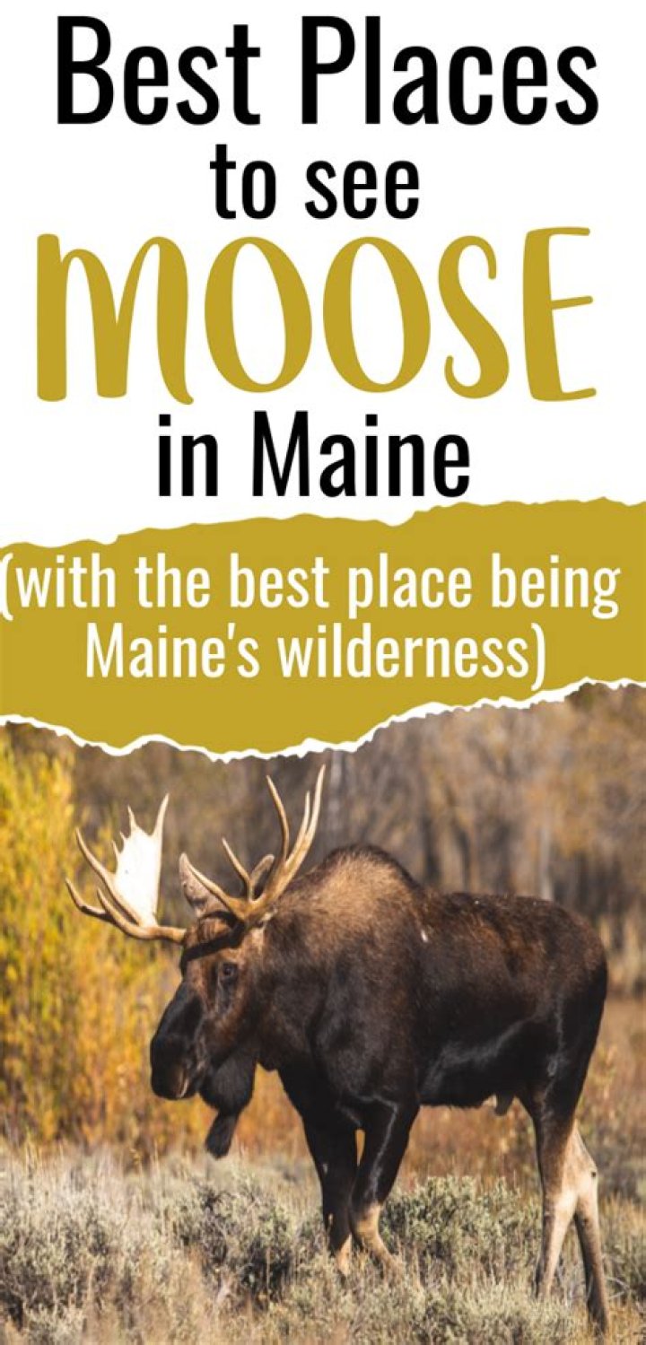 Where is the best place to see a moose in Maine?