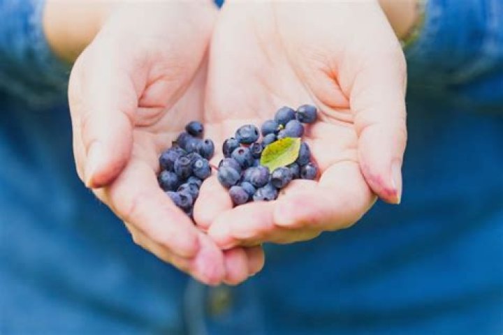 Why are Maine blueberries so small?