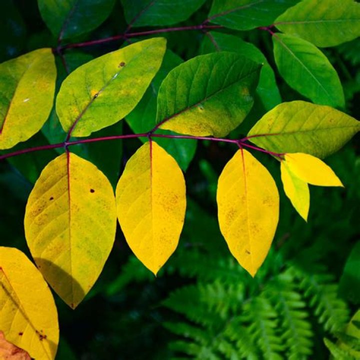 Why are the leaves on my castor oil plant going yellow?